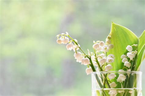 鈴鐺花花語|鈴蘭花語是什麼？帶來幸福的鈴蘭花語及特色作品